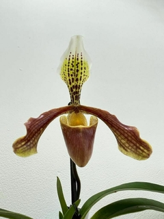 Paphiopedilum en internet