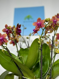 Imagen de Phaleanopsis Trilliza Aromatica 9 varas