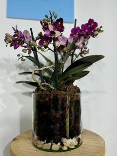 Phaleanopsis Multiflora 4 varas