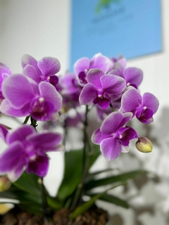 Phaleanopsis Multiflora 4 varas - tienda en línea