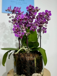 Phaleanopsis Multiflora Trilliza 6 varas