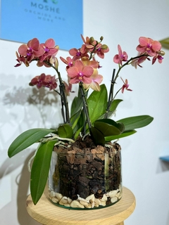Phaleanopsis Multiflora Trilliza 6 varas - comprar en línea
