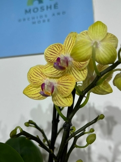 Phaleanopsis Multiflora 2 varas - tienda en línea