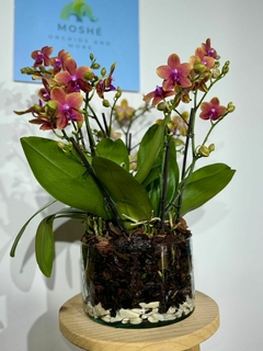 Phaleanopsis Trilliza Aromatica 9 varas - Moshé