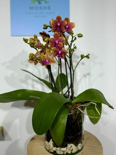 Phaleanopsis Multiflora Aromatica Duo 4 varas - Moshé