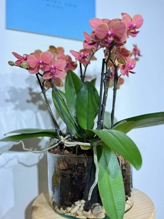 Phaleanopsis Multiflora Trilliza 6 varas - Moshé