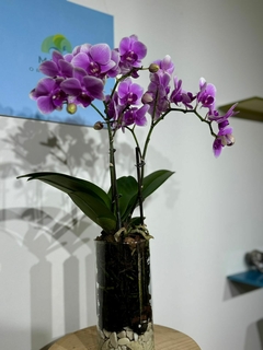 Phaleanopsis Multiflora 2 varas en internet