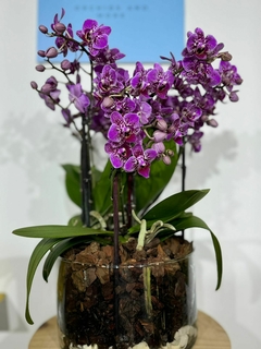 Phaleanopsis Multiflora Trilliza 6 varas - tienda en línea