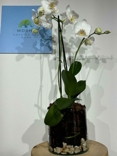 Phaleanopsis 2 varas - comprar en línea