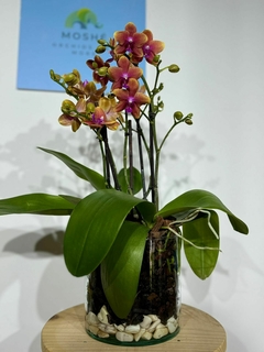 Phaleanopsis Multiflora Aromatica Duo 4 varas en internet