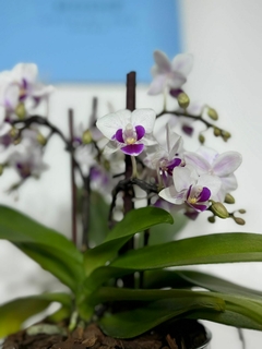 Imagen de Phaleanopsis Multiflora 4 varas