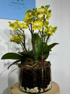 Phaleanopsis Trilliza 6 varas