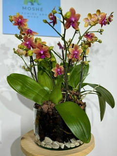 Phaleanopsis Trilliza Aromatica 9 varas - comprar en línea