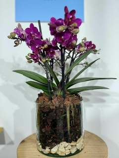 Phaleanopsis Multiflora 4 varas - comprar en línea