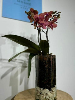 Phaleanopsis multiflora 2 varas