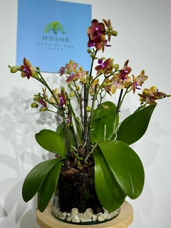 Phaleanopsis Trilliza Aromatica 9 varas en internet
