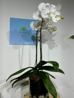 Phaleanopsis Parishi 2 varas - Moshé