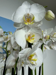 Phaleanopsis 2 varas en internet