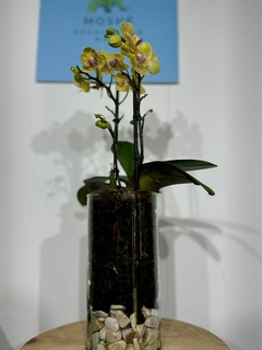 Phaleanopsis Multiflora 2 varas