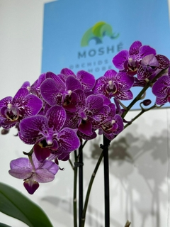 Imagen de Phaleanopsis Multiflora 2 varas