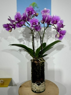 Phaleanopsis Multiflora 2 varas - comprar en línea