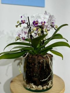 Phaleanopsis Multiflora 4 varas