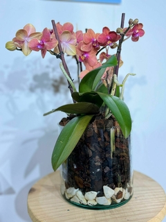Phaleanopsis Multiflora 4 varas