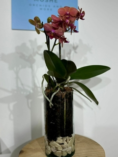 Phaleanopsis multiflora 2 varas - Moshé