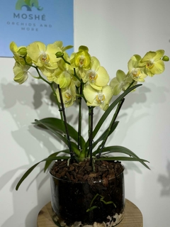Phaleanopsis KING Goliat enana