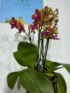 Phaleanopsis Multiflora Aromatica Duo 4 varas