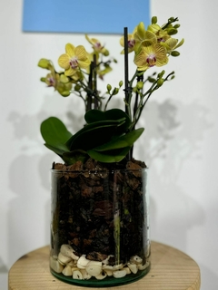 Phaleanopsis Multiflora 4 varas en internet