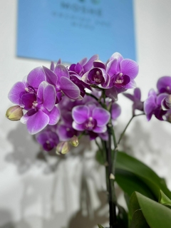 Phaleanopsis Multiflora 4 varas - Moshé