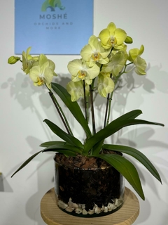 Phaleanopsis KING Goliat enana - tienda en línea