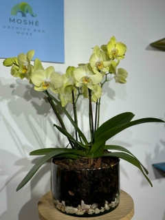 Phaleanopsis KING Goliat enana - Moshé
