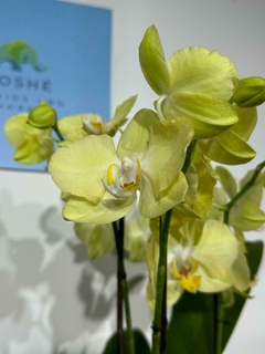 Phaleanopsis KING Goliat enana - comprar en línea