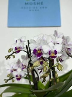 Phaleanopsis Multiflora 4 varas en internet