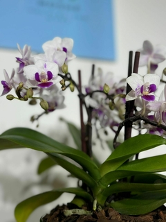 Phaleanopsis Multiflora 4 varas - tienda en línea