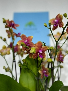 Phaleanopsis Trilliza Aromatica 9 varas - comprar en línea