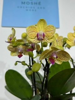 Imagen de Phaleanopsis Multiflora 2 varas