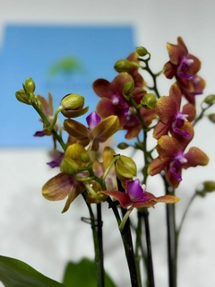 Imagen de Phaleanopsis Multiflora Aromatica Duo 4 varas