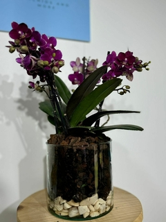 Phaleanopsis Multiflora 4 varas en internet