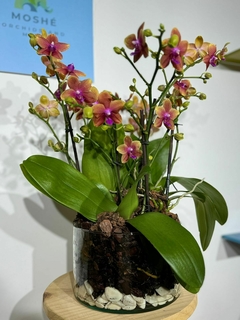 Phaleanopsis Trilliza Aromatica 9 varas