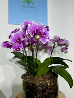 Imagen de Phaleanopsis Multiflora 4 varas