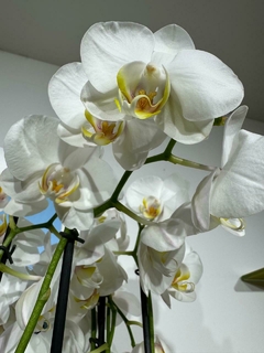 Phaleanopsis 2 varas - Moshé