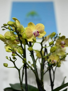Phaleanopsis Multiflora 4 varas