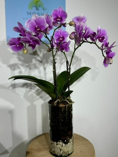 Phaleanopsis Multiflora 2 varas