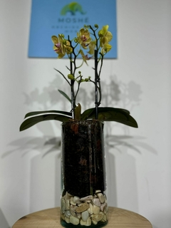 Phaleanopsis Multiflora 2 varas - comprar en línea