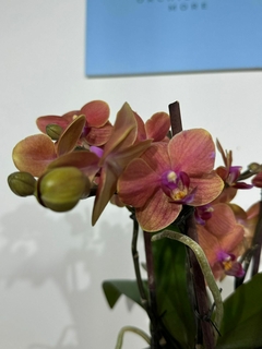 Imagen de Phaleanopsis Multiflora Trilliza 6 varas