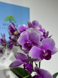 Phaleanopsis Multiflora 2 varas - tienda en línea