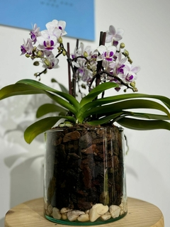 Phaleanopsis Multiflora 4 varas - Moshé